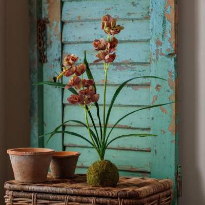 Brown-Green Cymbidium In Moss Ball
