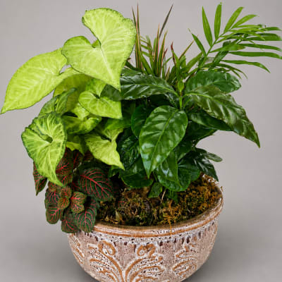 Mixed potted tropical plants in a decorative ceramic bowl