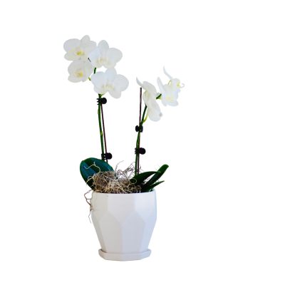 Pretty Orchids
