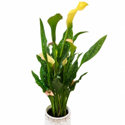 Potted calla lily plant with yellow and pale pink blooms