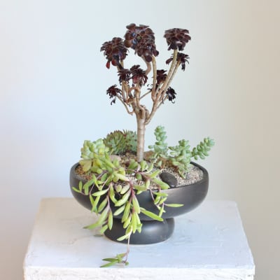 Potted succulent arrangement in a black bowl planter