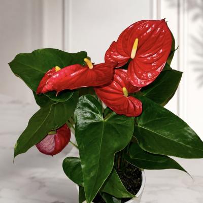 Potted anthurium plant with red blooms and glossy green leaves