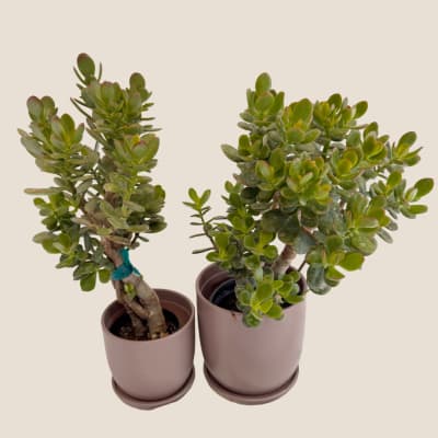 Two potted jade plants in mauve containers on a plain background.