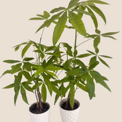 Two potted money trees with long green leaves in white pots