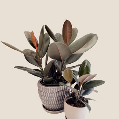 Two potted rubber plants with dark oval leaves on a plain background