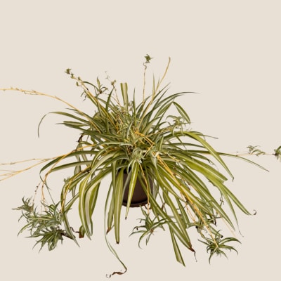 Spider plant in a dark pot with long arching striped leaves