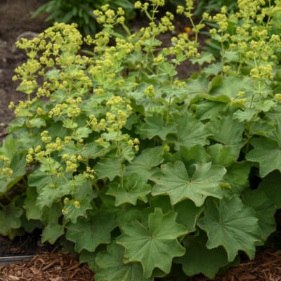 Green flowering plant with clusters of small yellow blooms