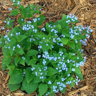 Low green plant with clusters of tiny blue flowers