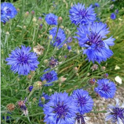 Blue cornflower blooms in a garden setting