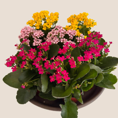 Potted kalanchoe plant with pink and yellow flowers