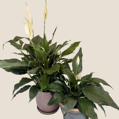 Two potted peace lilies with white blooms on a plain background