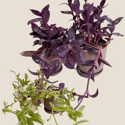 Two potted purple trailing plants and one variegated green trailing plant