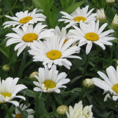 White daisy flowers with yellow centers in a dense cluster