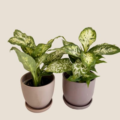 Two variegated potted houseplants in matching ceramic pots
