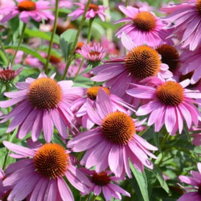 Cluster of purple coneflowers with orange centers