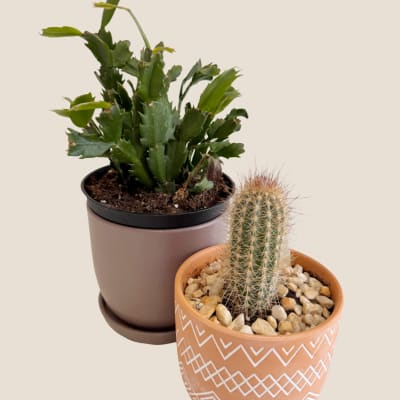 Two potted succulents, including a cactus in a patterned pot
