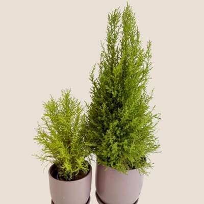 Two potted evergreen plants in mauve containers