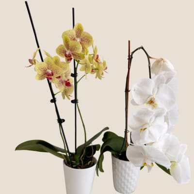 Two potted orchids, one yellow-speckled and one white, in white containers
