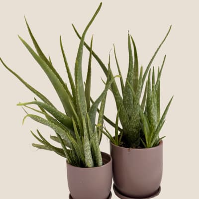 Two potted aloe plants with long spiky leaves