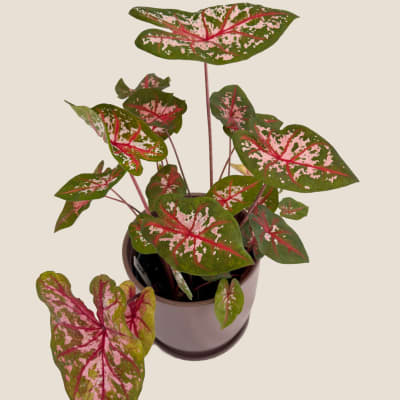 Potted caladium plant with pink and green patterned leaves