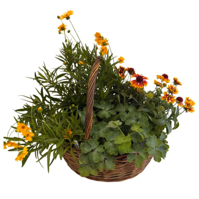 Basket of yellow-orange flowers and green potted plants