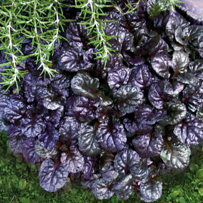 Close-up of a plant with glossy purple leaves and trailing green foliage