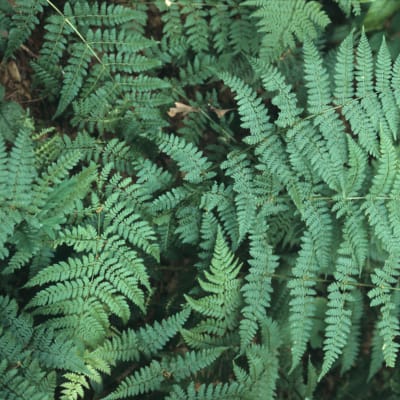 Dense green fern foliage filling the frame