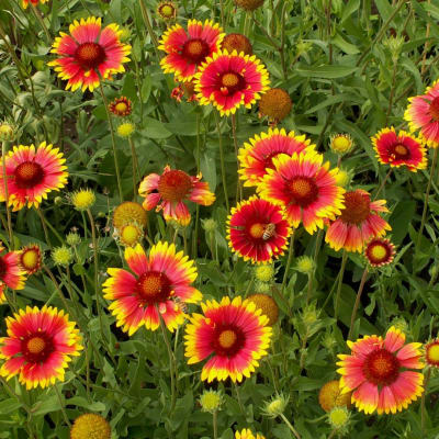 Cluster of red, pink, and yellow daisy-like flowers in a garden bed