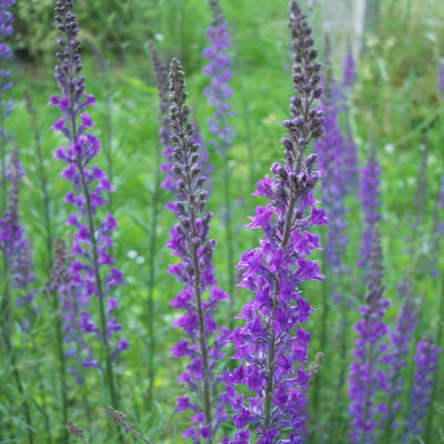 Purple wildflowers growing in a grassy field
