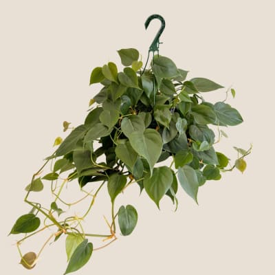 Trailing potted philodendron plant with heart-shaped green leaves