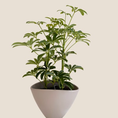 Potted green houseplant in a white tapered planter