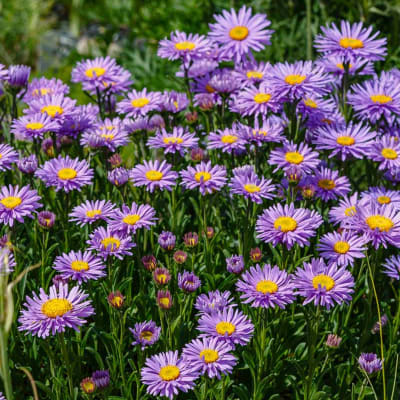 Field of purple daisy-like flowers with yellow centers