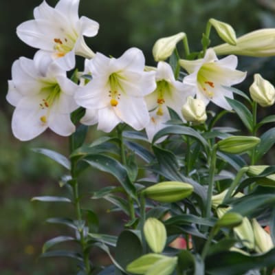 White lilies with unopened buds against a blurred green background