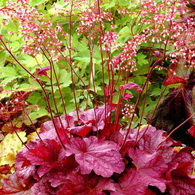 Pink and red coral bells flowers with burgundy stems in a garden bed
