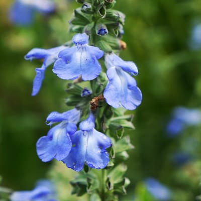 Close-up of blue flowers on a vertical stem