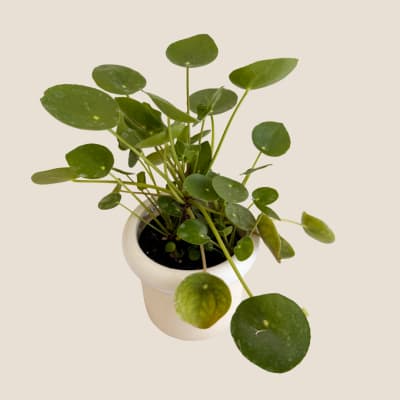 Potted pilea plant with round green leaves in a white pot