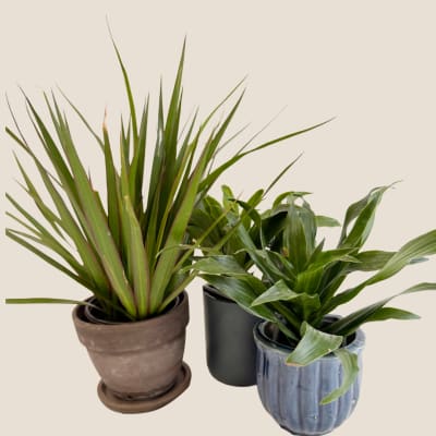 Three potted green houseplants in ceramic containers