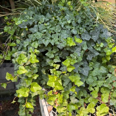 Dense ivy plant with variegated green leaves spilling over a container