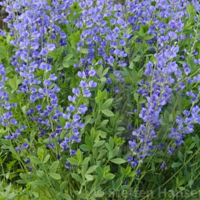 Field of purple flowers with dense green foliage