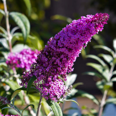 Purple butterfly bush flower cluster in bloom