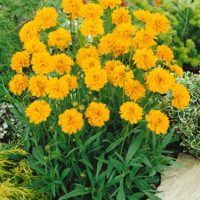 Cluster of bright yellow flowers in a garden bed