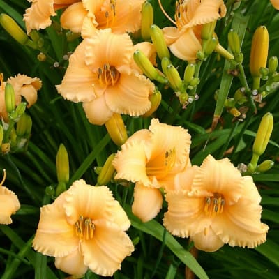 Peach daylilies with unopened buds against dense green foliage