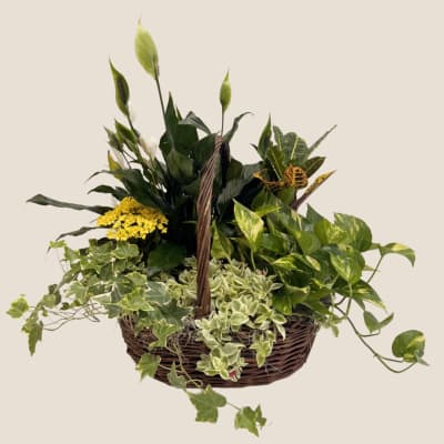 Mixed green plant basket with yellow flowers and trailing ivy in a wicker basket