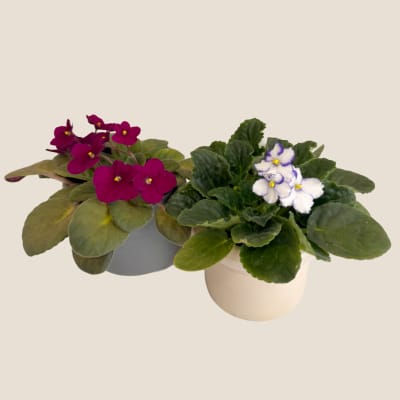 Two potted African violets with purple and white flowers