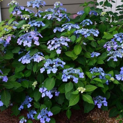 Clustered blue and lavender hydrangea blooms in a garden bed