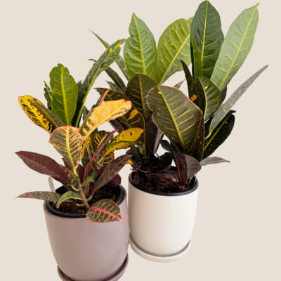 Two potted croton plants with multicolored leaves in white and pink planters
