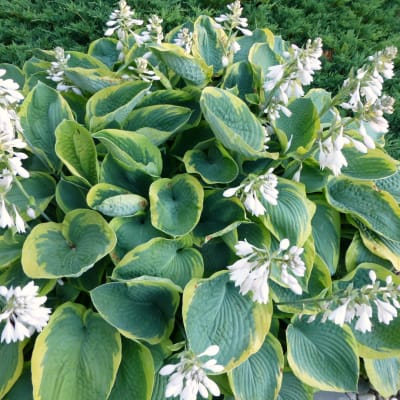 Cluster of green hosta plants with white flower spikes