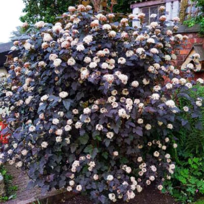 Large shrub covered in small white flowers with dark purple foliage