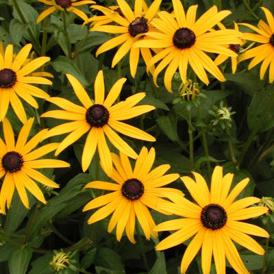 Yellow daisy-like flowers with dark centers in a dense cluster