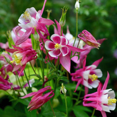 Pink and white columbine flowers in bloom
